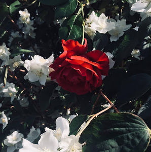 Meet your Posher, Isabella